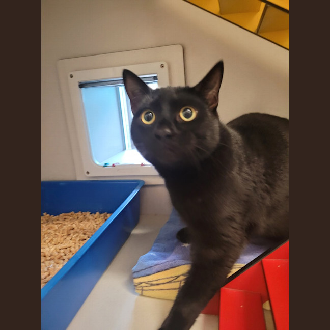 Photo of Pepsi