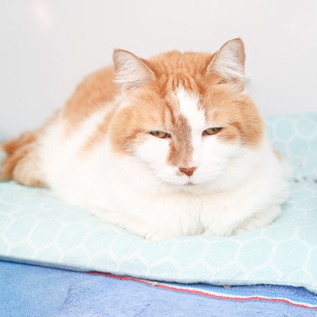 Photo of Nutmeg