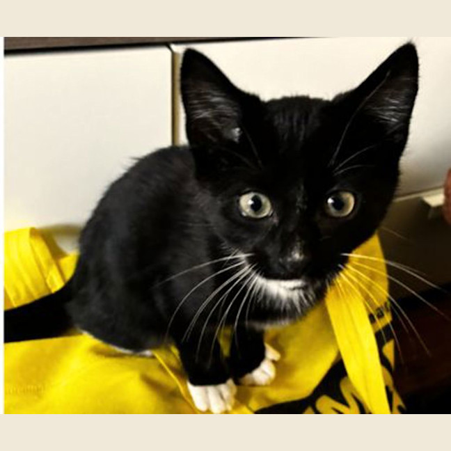 Photo of Figaro