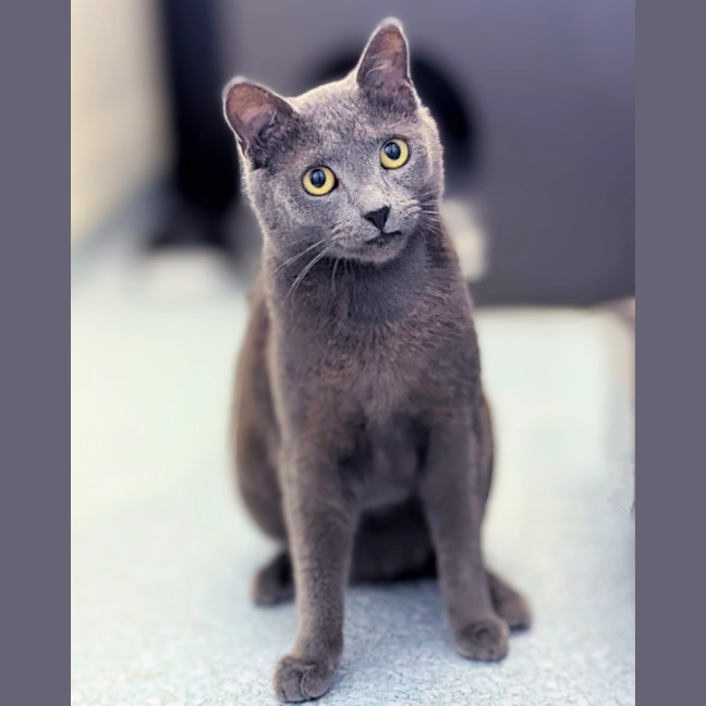 Photo of Misty