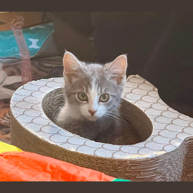 Photo of Mozart ** 2nd Chance Cat Rescue**