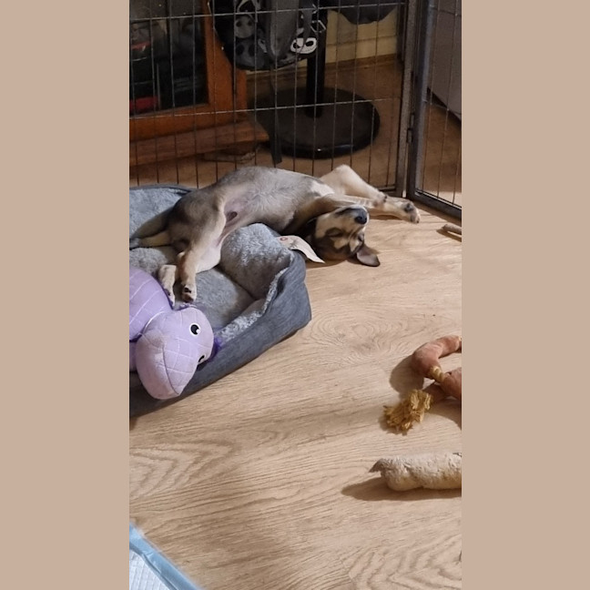 Photo of Balto (Spyro)