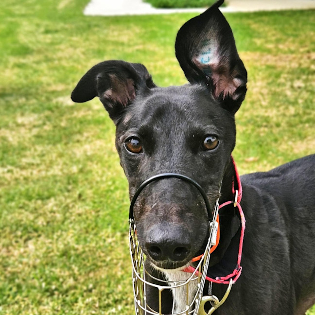 Photo of Kino The Greyhound