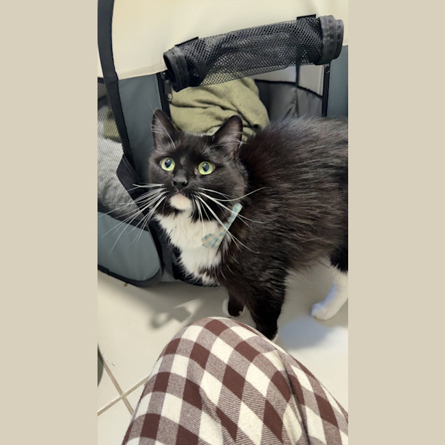 Photo of Layla