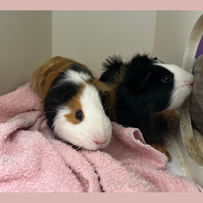 Photo of Butter & Toast