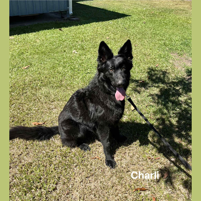 Photo of Charli
