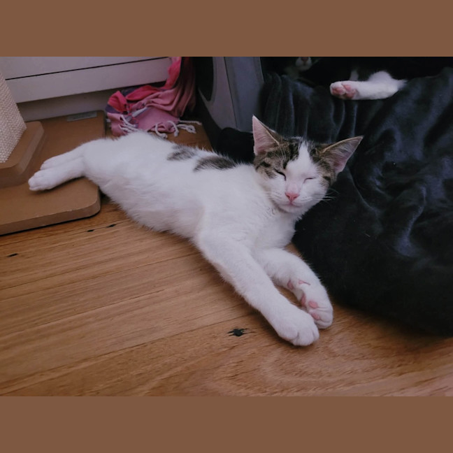 Photo of Benji