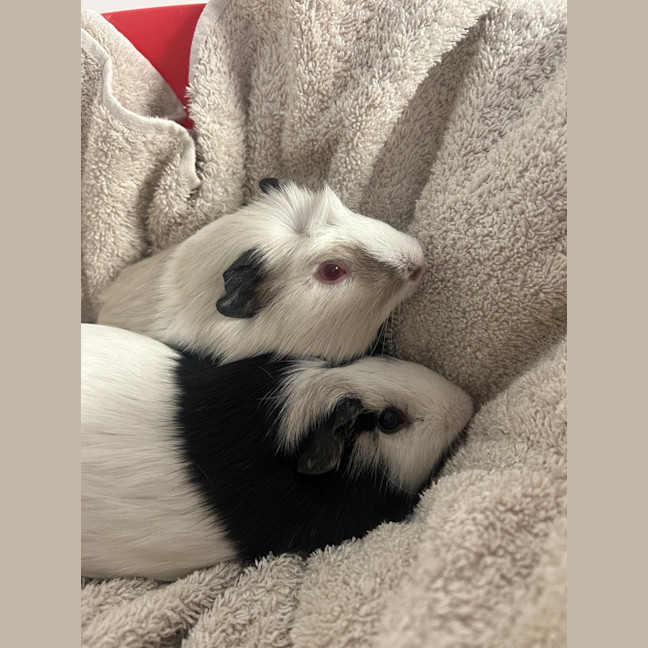 Photo of Nibbleton & Haystack