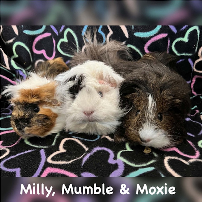 Photo of Milly, Mumble & Moxie