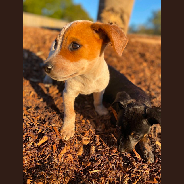 Photo of Bandit