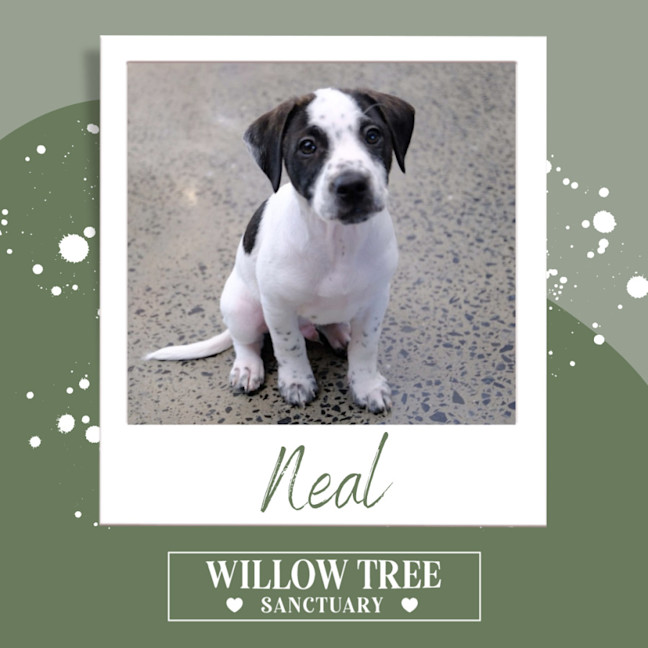 Photo of Neal