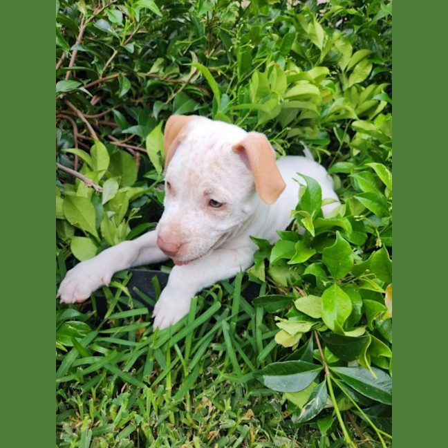 Photo of Marty   8 Week Old Cattle Dog X