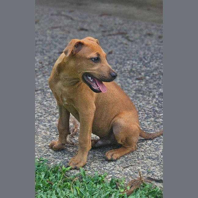 Photo of Taz