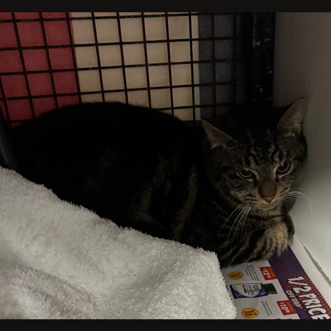 Photo of Fig