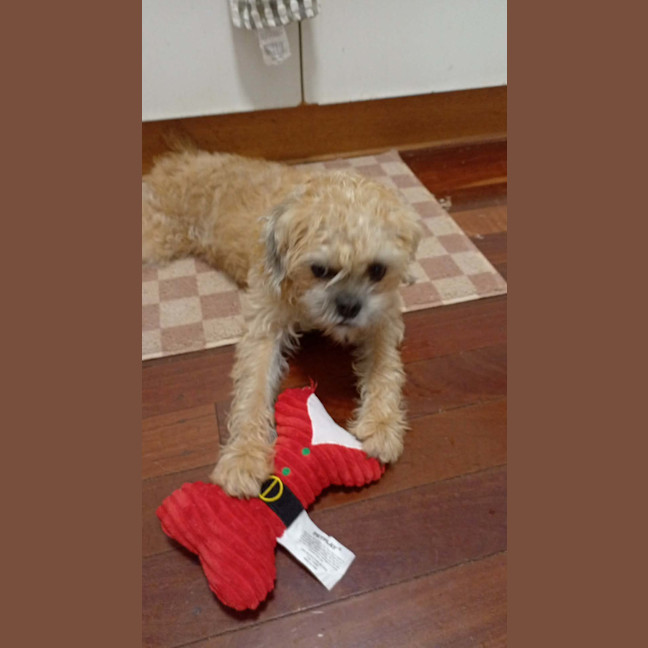 Photo of Peanut
