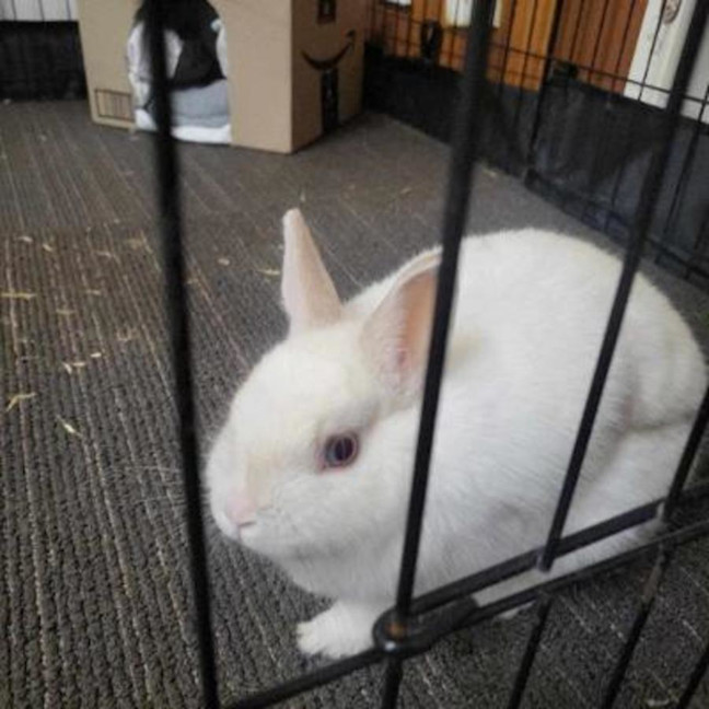 Photo of Anna Bella & Calyspo