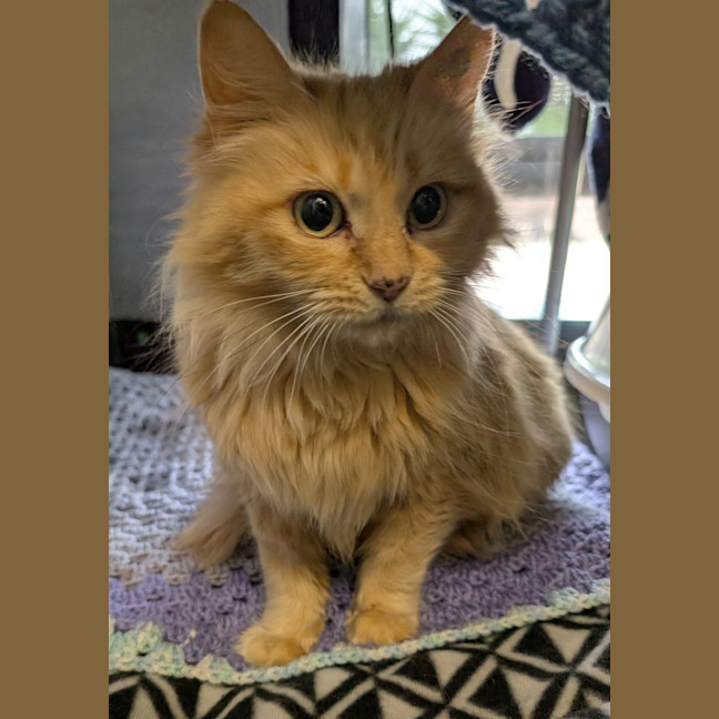 Photo of Snuggle Muffin