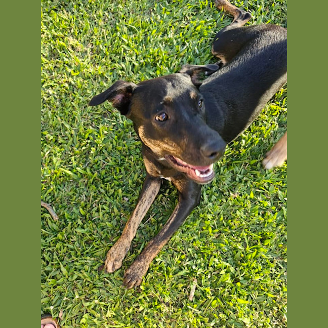 Photo of Scarlet *$350 Adoption Fee*