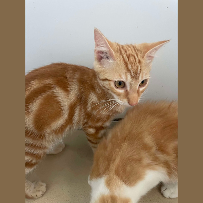 Photo of Pappardelle