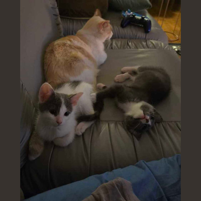 Photo of Kale   Located In Northcote