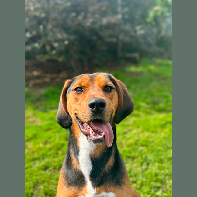 Photo of Boxer