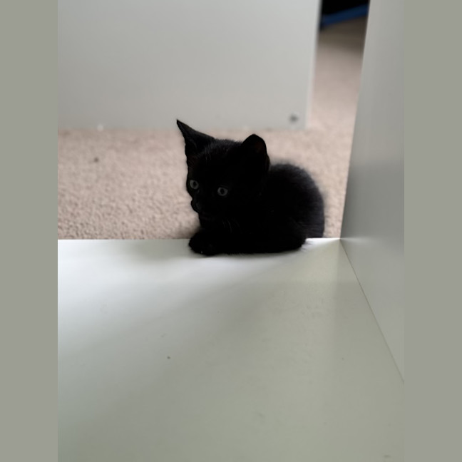 Photo of Sprout   9 Week Old Dsh