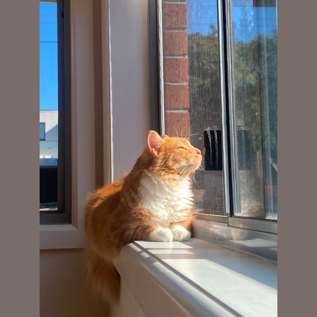 Photo of Mango