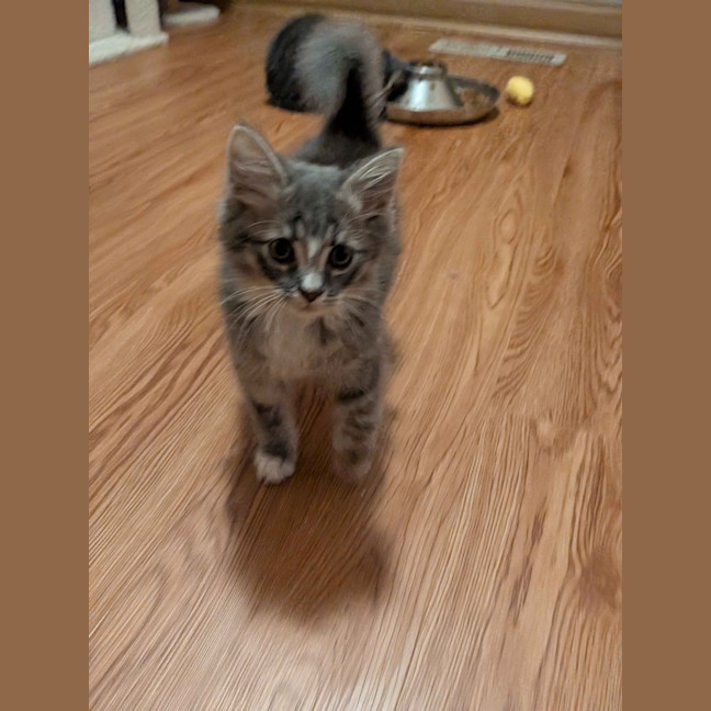 Photo of Remy
