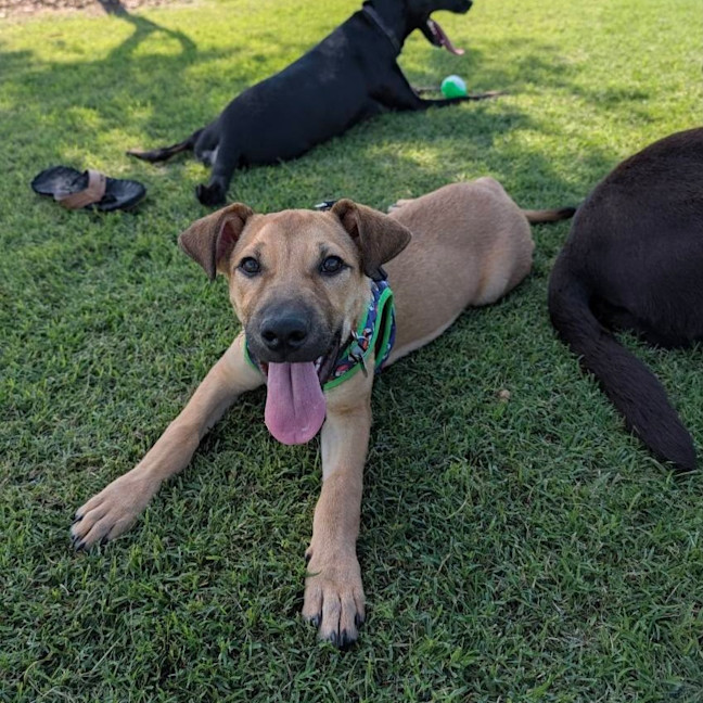 Photo of Sadie