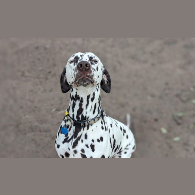 Photo of Ziggy