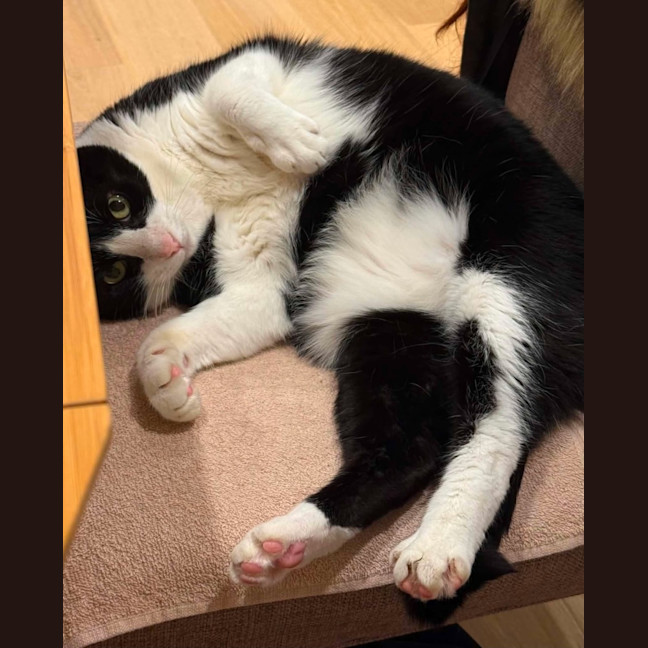 Photo of Charlie   Located In Brunswick West