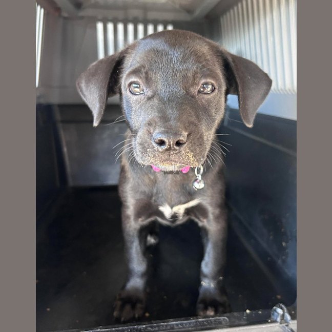 Photo of The Hawaiian Girls!