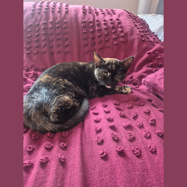 Photo of Chinnie