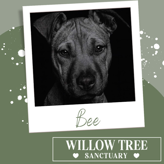 Photo of Bee