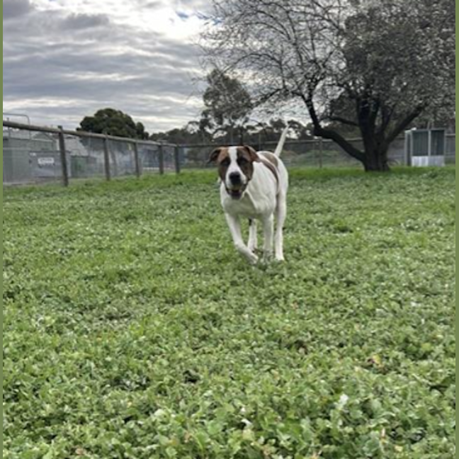 Photo of Buster