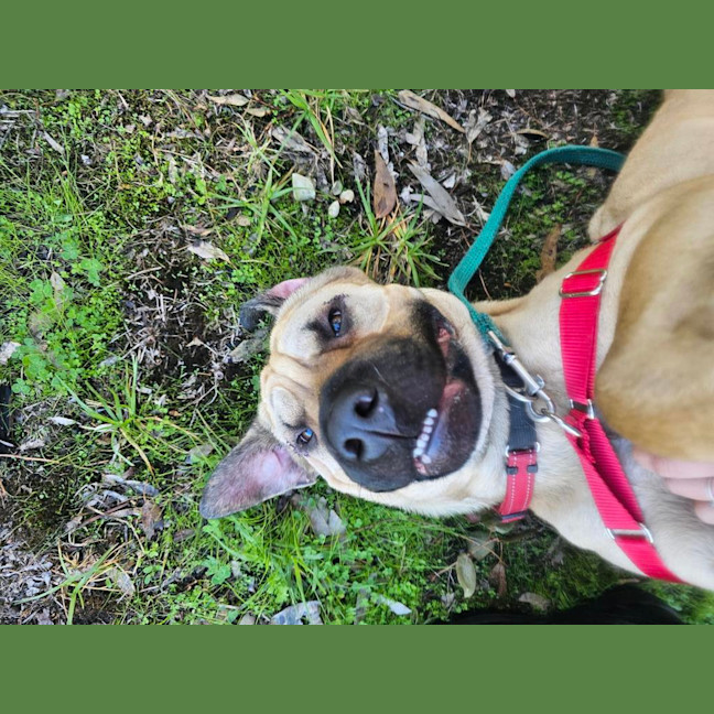 Photo of Gypsy