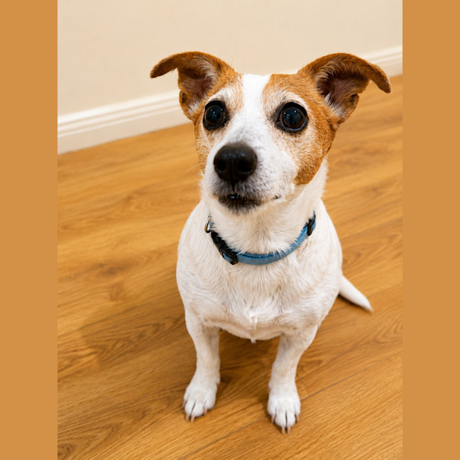 Photo of Roxy