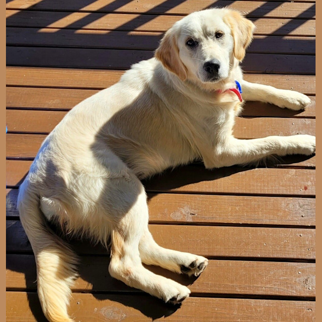 Photo of Penny