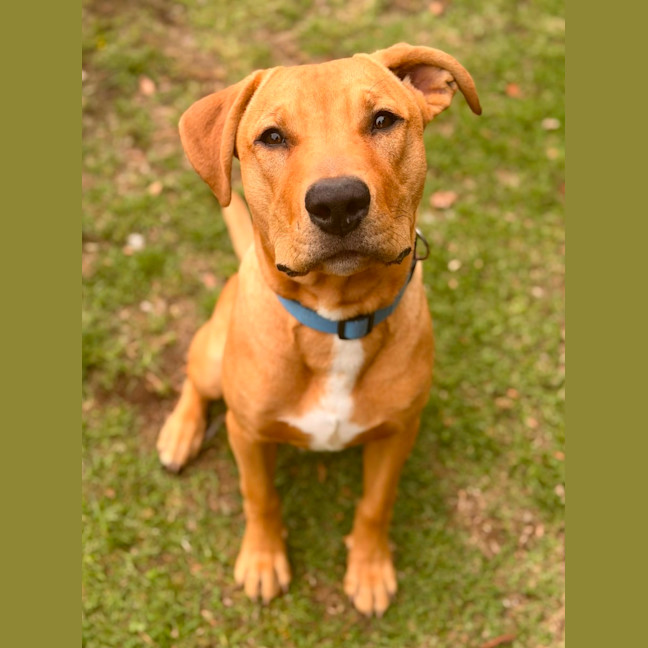 Photo of Cooper