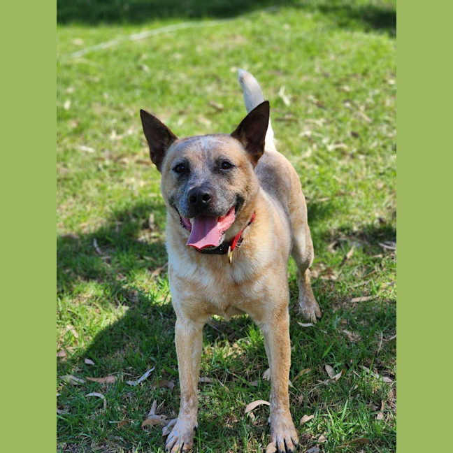 Photo of 🥏 Benji 5550 🥏