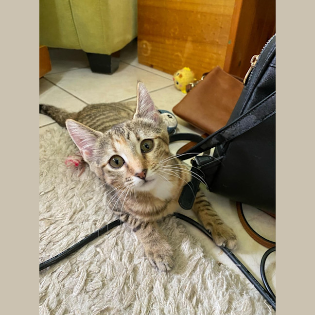 Photo of Maple