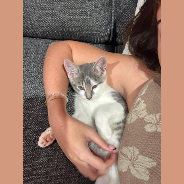 Photo of Lupin