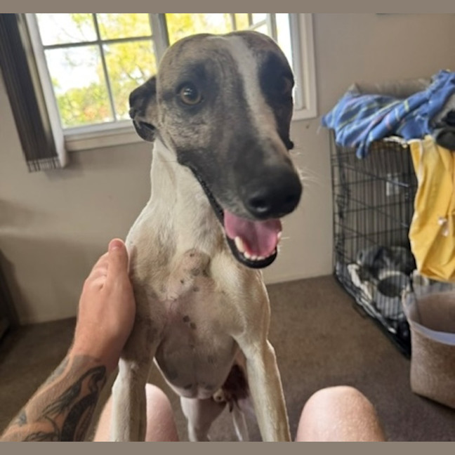 Photo of Whiskey