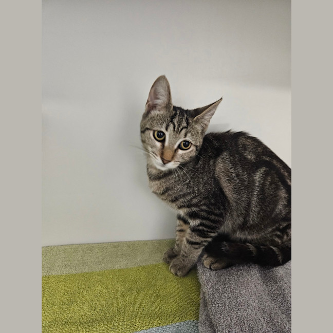 Photo of Cleo Cat Ra