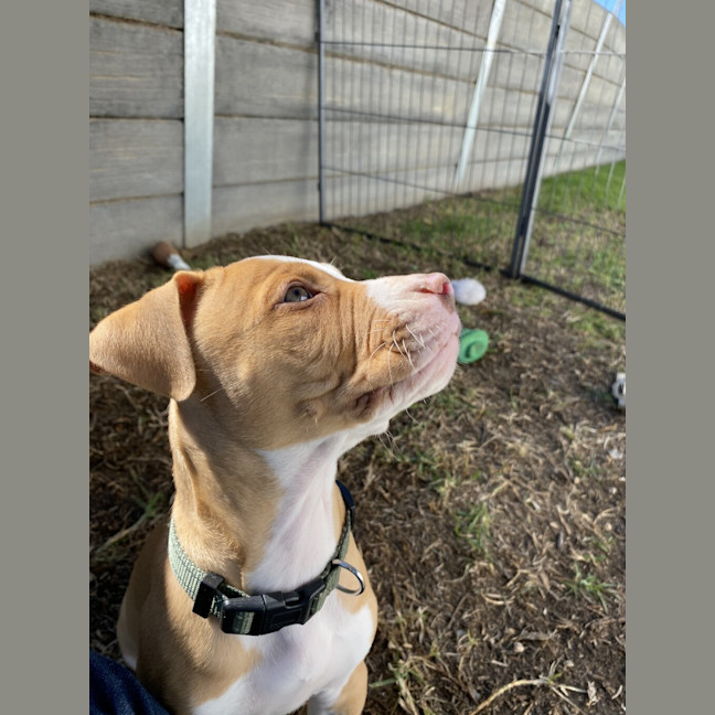Photo of Onyx