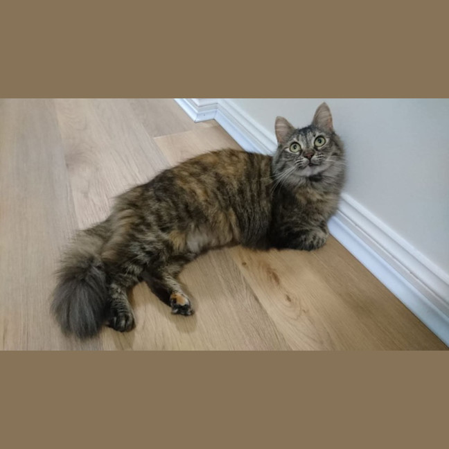Photo of Fluffy