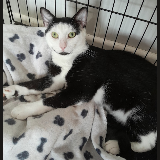 Photo of Smyth & Simmo   2 Year Old Domestic Shorthair