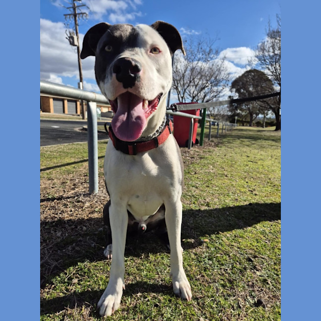 Photo of Windsor 🏎️