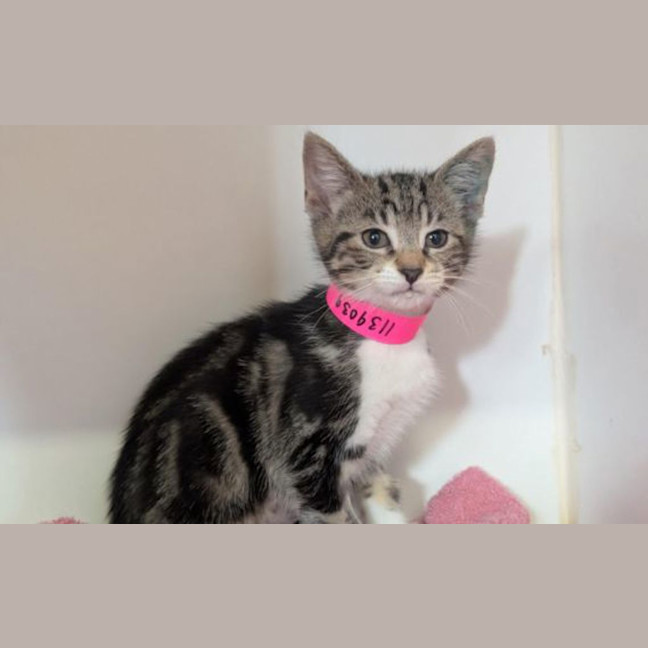 Photo of Polly