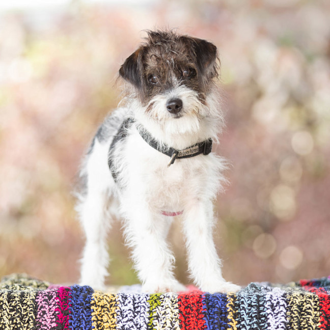 Photo of Benji